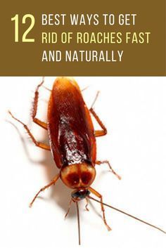 a cockroach with the title 12 best ways to get rid of roaches fast and naturally