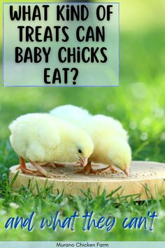 baby chicks eating treats What Can Baby Chicks Eat, Treats For Baby Chicks, Chick Feed, What Can Chickens Eat, Chicken Feeder Diy, Meal Worms, Homestead Life