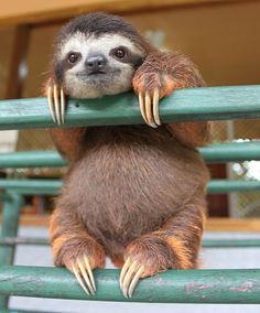 a baby sloth hanging on the side of a green rail with its paws over it's head