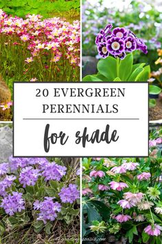 several different types of flowers with text overlay that reads 20 evergreen perennials for shade