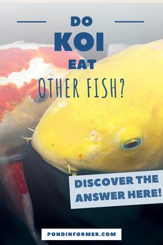 a yellow fish with the words do koi eat other fish?