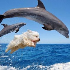 a dog jumping in the air with two dolphins