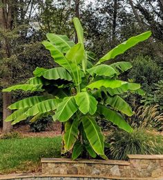 Musa Basjoo, Banana Palm, Big Leaves, Mediterranean Garden, Fruit Plants, Exotic Plants, Small Trees