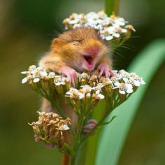 a small rodent sitting on top of a flower with it's mouth open