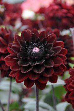 a close up of a flower with red petals