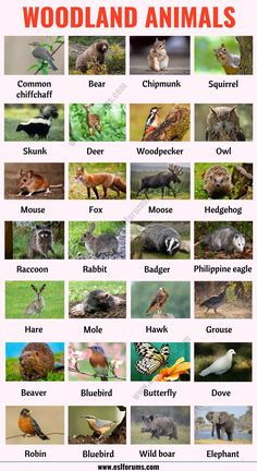 the different types of animals that can be seen in this photo, including birds and other things