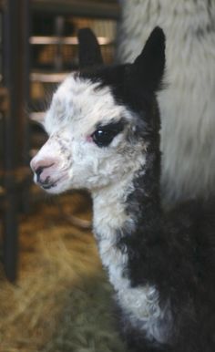 an alpaca looking at the camera while standing next to another llama in a barn