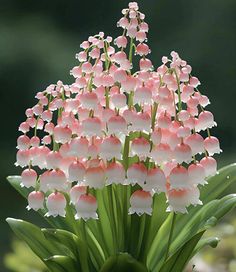 pink and white flowers with green leaves in the background