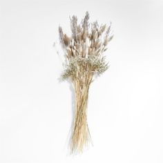 dried flowers against a white background