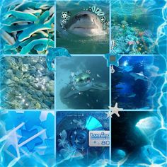 a collage of photos with sharks and fish