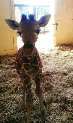 a baby giraffe is standing in the hay