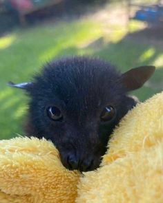 a small black animal is peeking out from behind a yellow blanket