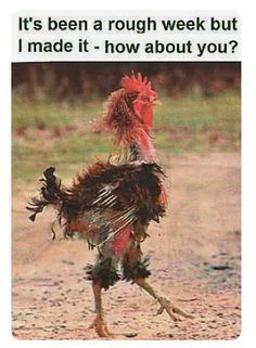 an image of a chicken saying it's been rough week but i made it - how about you?