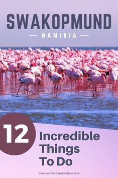 a flock of flamingos standing on top of a body of water with the caption saying, 12 incredible things to do in swakopmund namibia