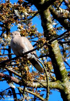 a bird perched on top of a tree branch