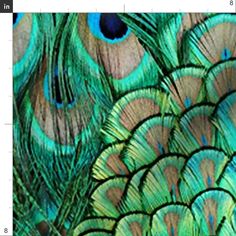 peacock feathers with blue and green colors