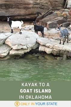 three goats standing on rocks in the water with text overlay that reads kayak to a goat island in oklahoma only in your state