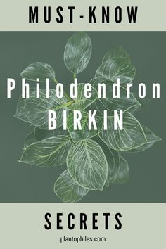 a plant with green leaves and the words, must - know philoderon birkn secrets