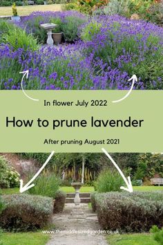 lavender garden with the words how to prune lavender