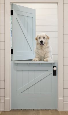 a white dog sitting on top of a blue gate