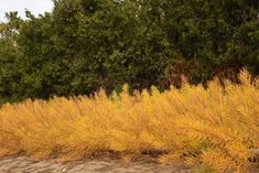 tall yellow grass in front of some trees