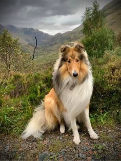 a collie dog sitting on the side of a road with mountains in the background