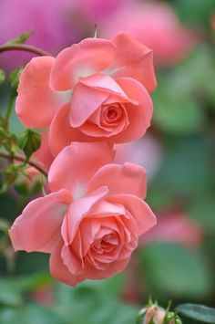 two pink roses with green leaves in the background