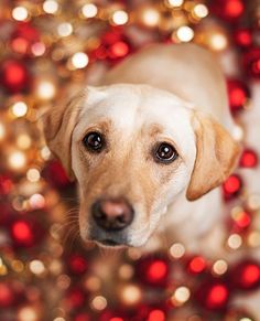 a dog looking up at the camera with christmas lights in the back ground behind him