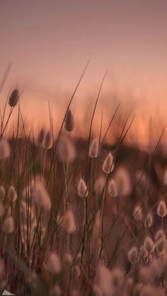 the grass is blowing in the wind at sunset