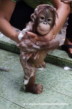 a baby orangutan is being held by someone in front of a mirror