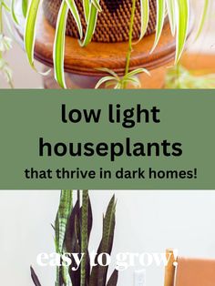 low light houseplants in the corner of an office Low Light Houseplants, Dark Homes, Low Maintenance Indoor Plants, Houseplants Low Light, Low Light Indoor Plants, Beautiful Aesthetic, Green Garden, Dark Room, Snake Plant