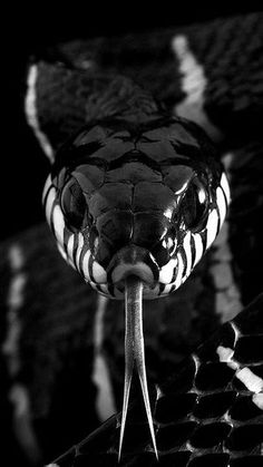 a black and white photo of a snake's head