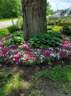 the flowers are blooming around the tree in the yard, and on the ground