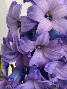 purple flowers with drops of water on them