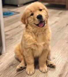 a golden retriever puppy sitting on the floor