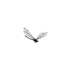 a black and white photo of a dragon flys through the air with its wings spread