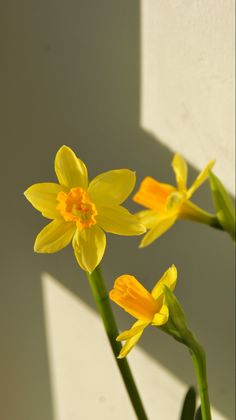 two yellow flowers in a vase on a table