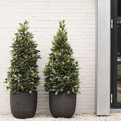 two potted plants sitting next to each other