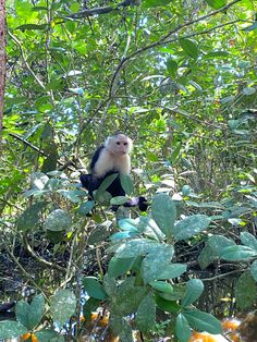 a monkey sitting on top of a tree branch in the forest with lots of leaves