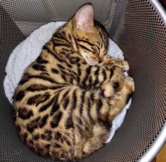 a cat is curled up in a basket