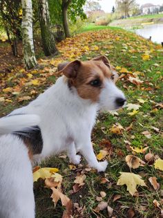 a white and brown dog standing on top of a lush green field covered in leaves