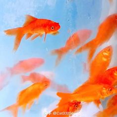 a group of goldfish swimming in an aquarium with blue sky and clouds behind them