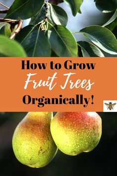 two pears hanging from a tree with the words how to grow fruit trees organicly