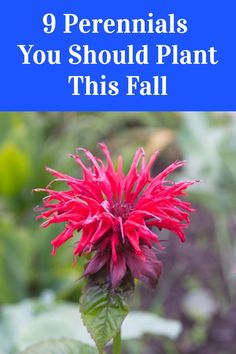 a red flower with the words 9 perennials you should plant this fall