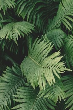 close up view of green leaves in the forest