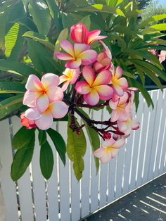 pink and yellow flowers are growing on a white fence