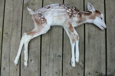 a baby deer laying on top of a wooden floor