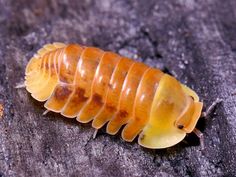 a close up of a caterpillar on a rock