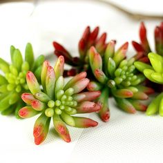 small green and red flowers on a white surface