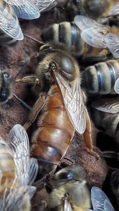 many bees are gathered together on the ground